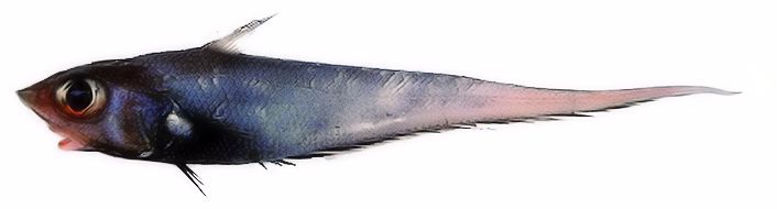 Coelorinchus caelorhincus_006